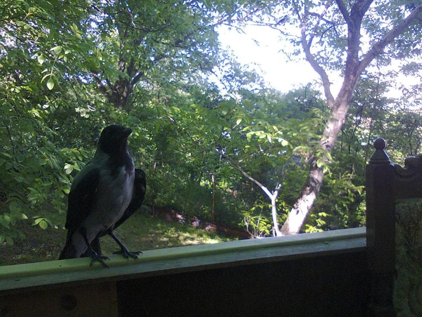 Fotografie6406 - 2022 mai 11 Inceput de vacanță la grădina!