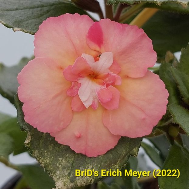2022.05.23 - Achi din semințe BriDs 2022