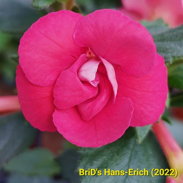 2022.05.23 - Achi din semințe BriDs 2022