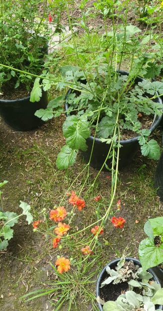 received_331971435716650 - - Gradina 2022