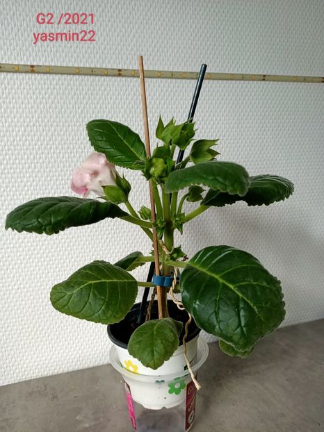 24.05.2022 - Gloxinia x din 2021 G2