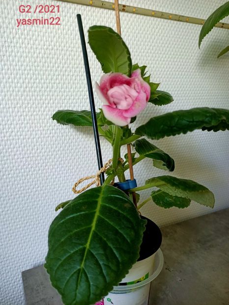 24.05.2022 - Gloxinia x din 2021 G2