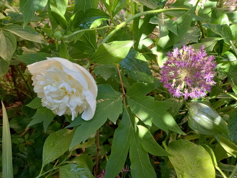 Charlie's White - Bujori