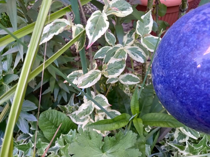 Cornus cousa Akatsuki - Grădina 2022 continuare 1