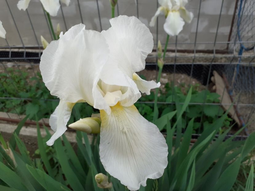  - Iris 2022