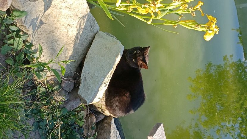 IMG-20220524-WA0009 - Micile mele feline 2022