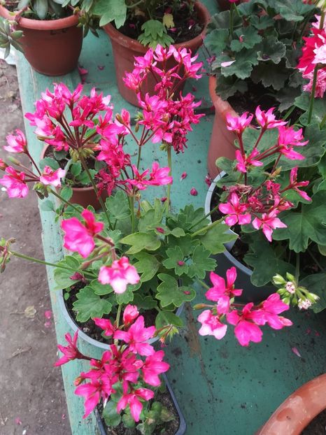 Fireworks Bicolor - A-Muscate 2022