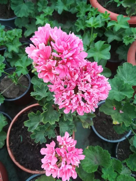 Eduard s Finn - A-Muscate 2022