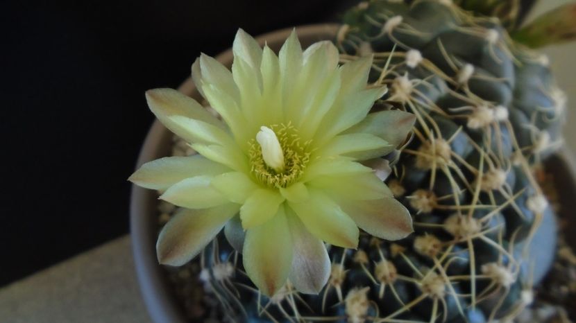  - Cactusi-Gymnocalycium 2022-23