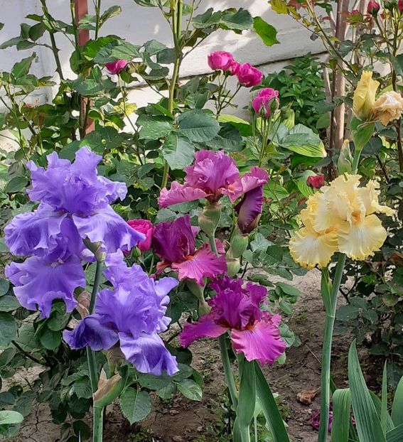  - MAI - luna lui FLORAR