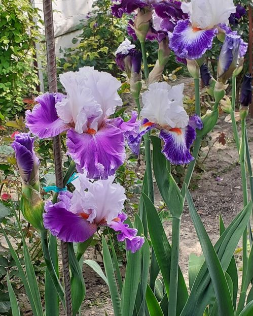  - MAI - luna lui FLORAR