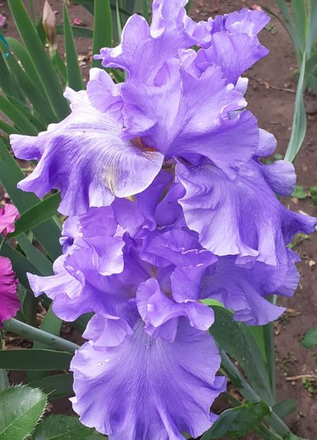  - MAI - luna lui FLORAR