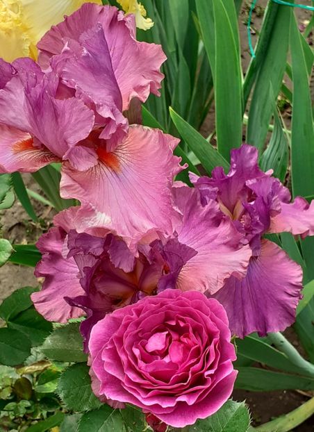  - MAI - luna lui FLORAR