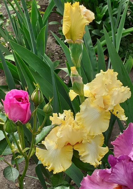  - MAI - luna lui FLORAR