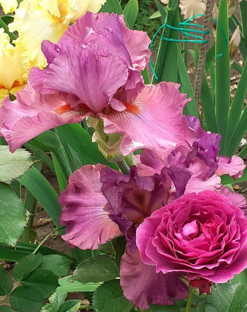  - MAI - luna lui FLORAR
