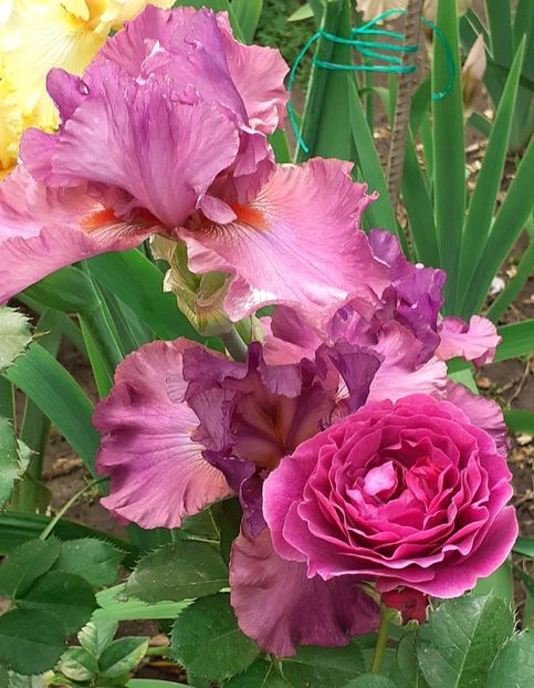  - MAI - luna lui FLORAR