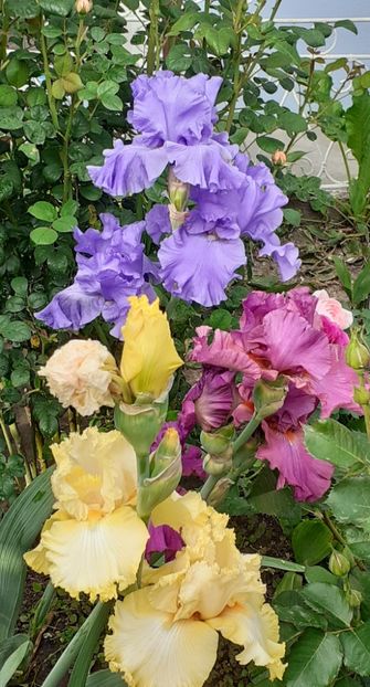  - MAI - luna lui FLORAR