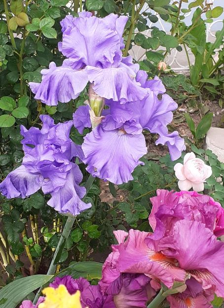 - MAI - luna lui FLORAR