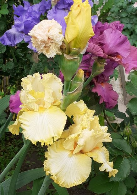  - MAI - luna lui FLORAR