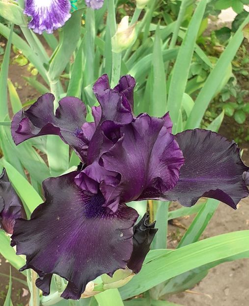  - MAI - luna lui FLORAR