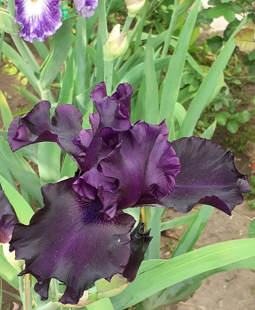  - MAI - luna lui FLORAR
