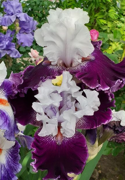  - MAI - luna lui FLORAR