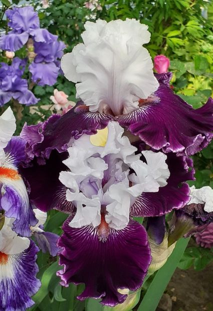  - MAI - luna lui FLORAR