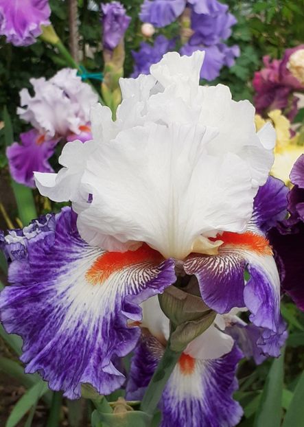  - MAI - luna lui FLORAR