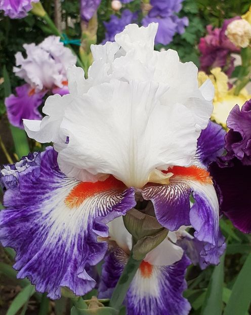  - MAI - luna lui FLORAR