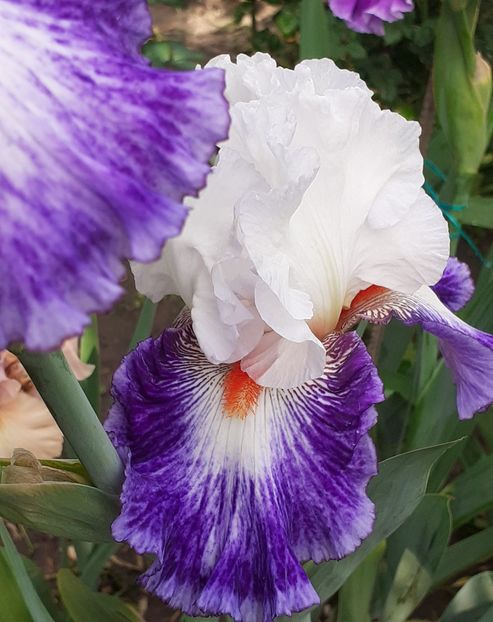  - MAI - luna lui FLORAR