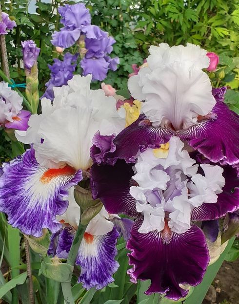  - MAI - luna lui FLORAR