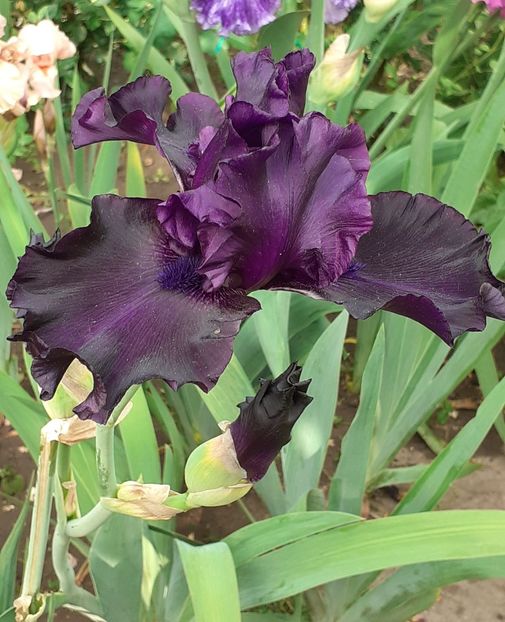  - MAI - luna lui FLORAR