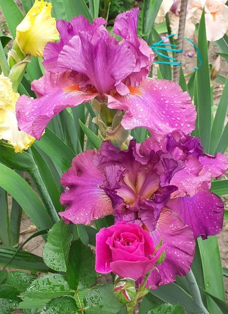  - MAI - luna lui FLORAR