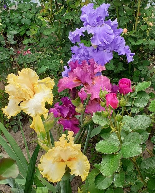  - MAI - luna lui FLORAR