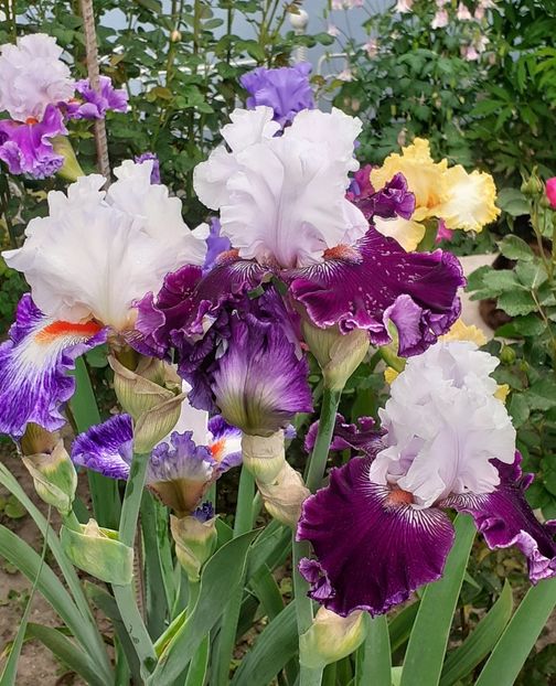  - MAI - luna lui FLORAR