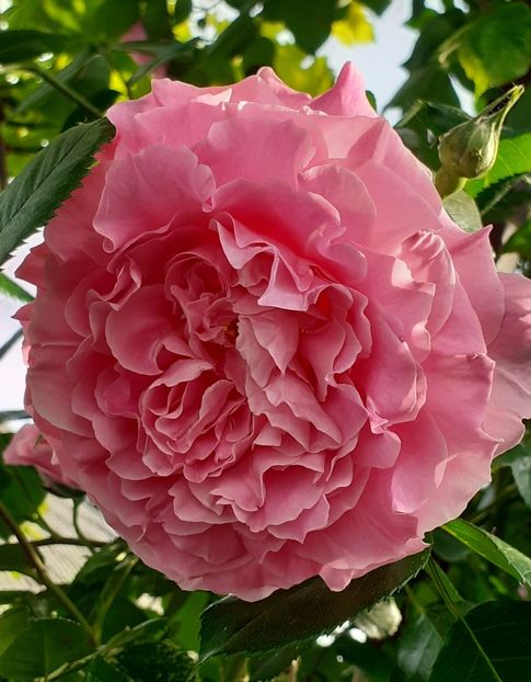  - Heillige Elisabeth 2022