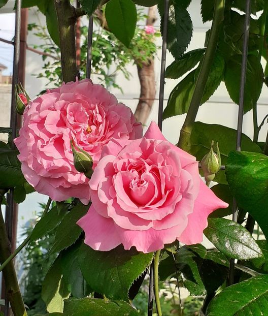  - Heillige Elisabeth 2022