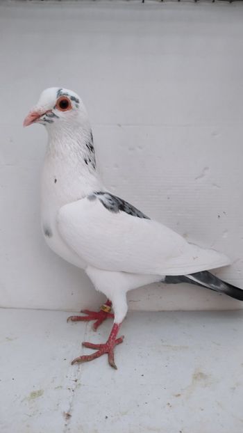 M 2020 vandut - De vanzare voiajori 2