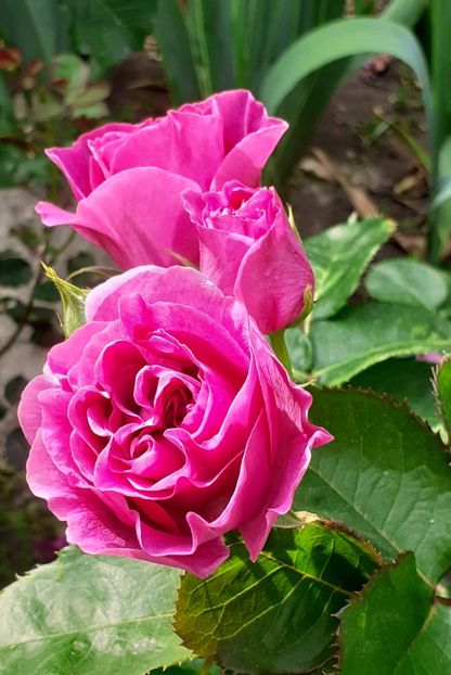  - Minerva 2021 - 2022