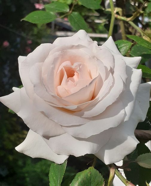  - Swan Lake 2021 - 2022- 2023 - 2024