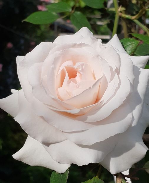  - Swan Lake 2021 - 2022- 2023 - 2024