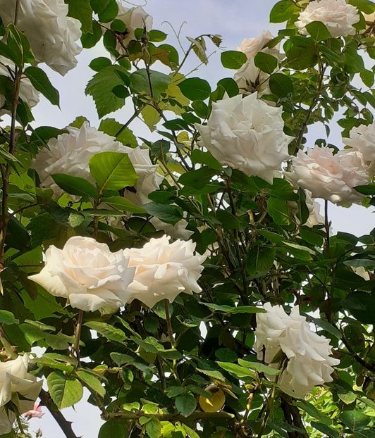  - Swan Lake 2021 - 2022- 2023 - 2024