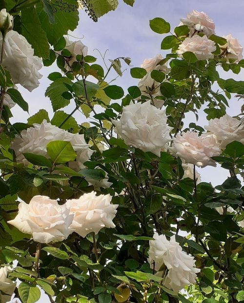  - Swan Lake 2021 - 2022- 2023 - 2024