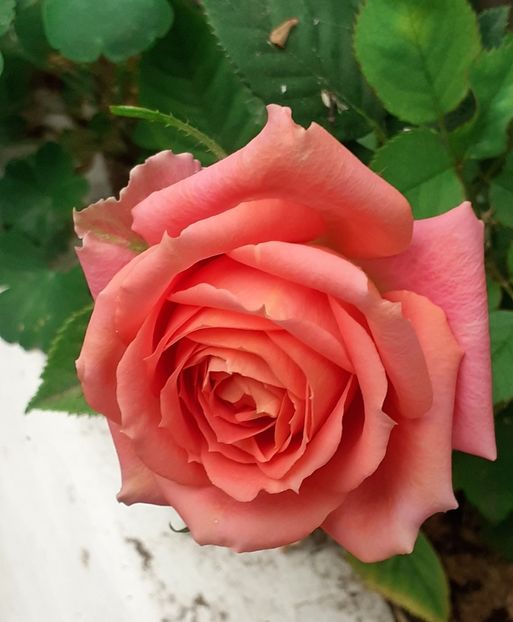  - MAI - luna lui FLORAR