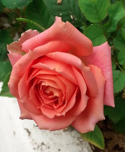  - MAI - luna lui FLORAR