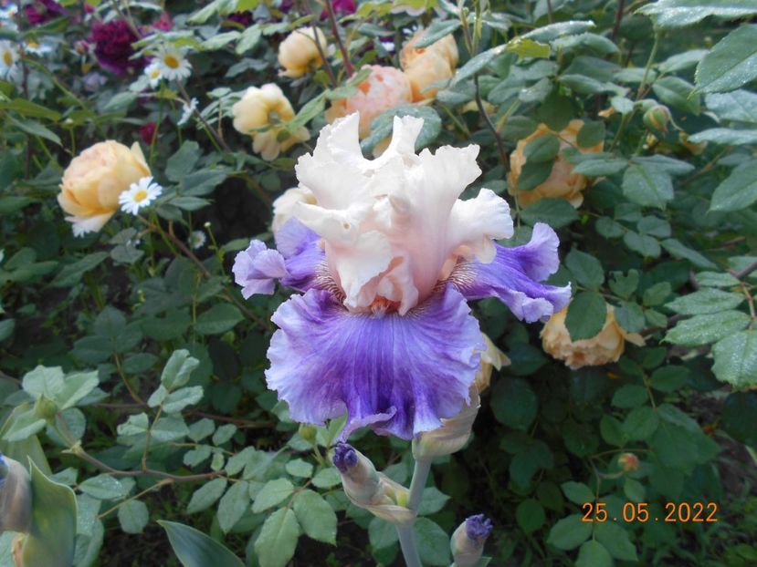 Devilicious - 02 Irisi 2022 a