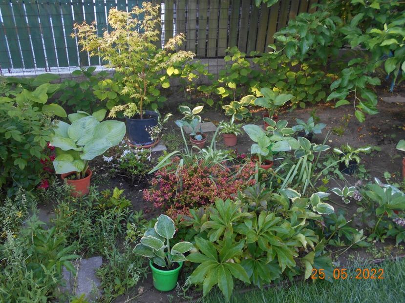  - 02 Azalee-rhododendroni-heleborusi-hortensii-hoste 2022