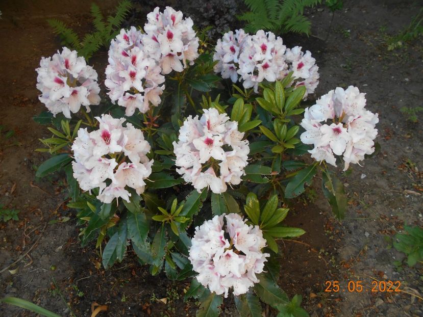  - 02 Azalee-rhododendroni-heleborusi-hortensii-hoste 2022