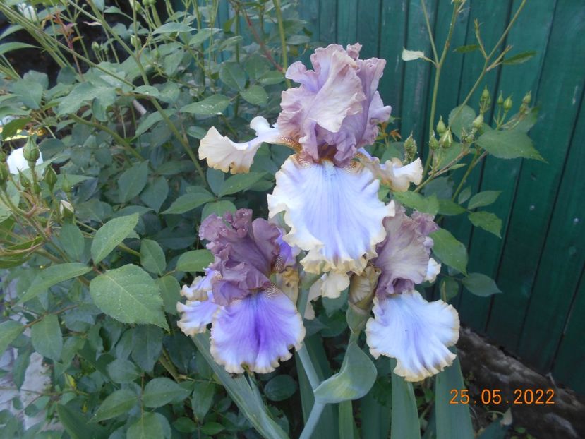 Bratislavan - 02 Irisi 2022 a