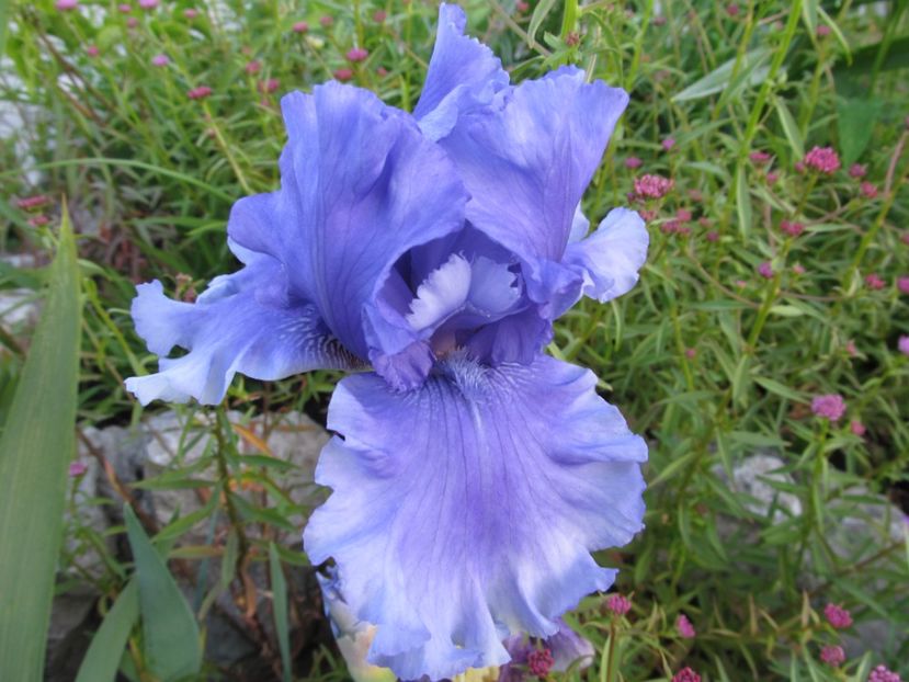 Honky tonk blues - Iris 2022